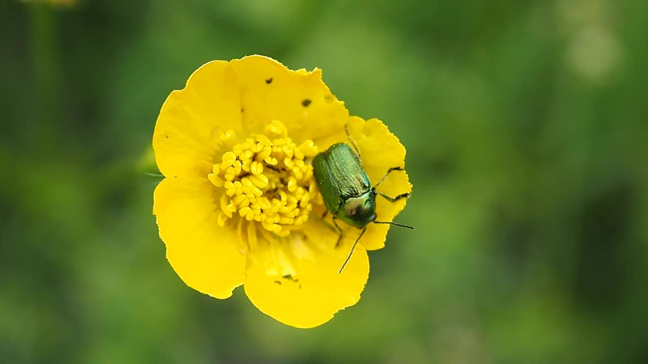 绿甲虫是金黄色的青铜(拉丁语Cetonia aurata)在黄色的花朵上。视频下载