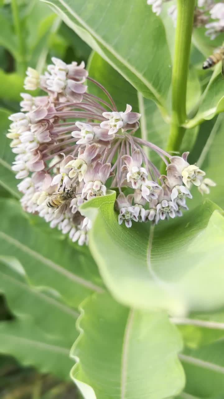 马利筋植物上的昆虫视频下载