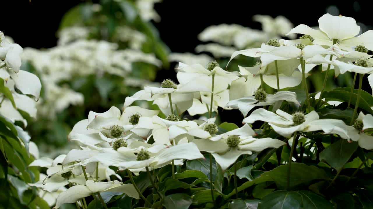 中国白色开花山茱萸或山茱萸夏季开花植物近距离。植物园之美视频素材