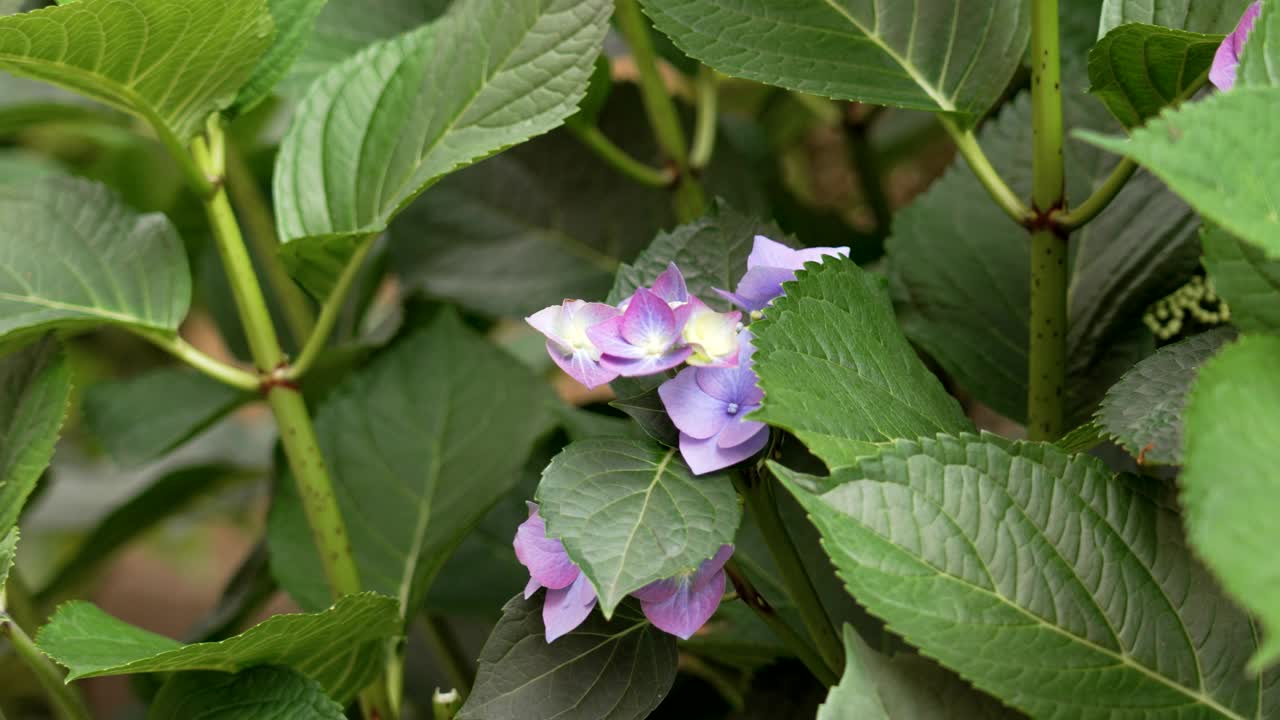 充满活力的薰衣草绣球花盛开在郁郁葱葱的绿叶在夏季花园近距离视频素材