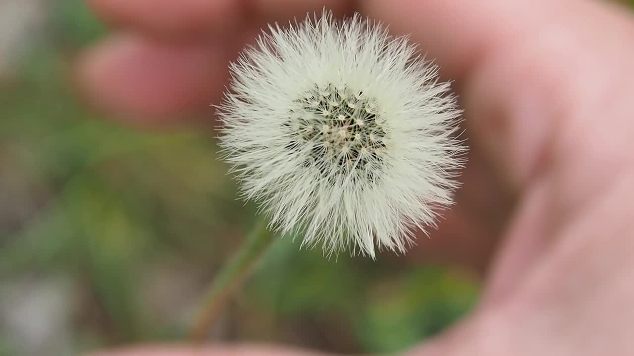 双手保护着花朵。视频下载