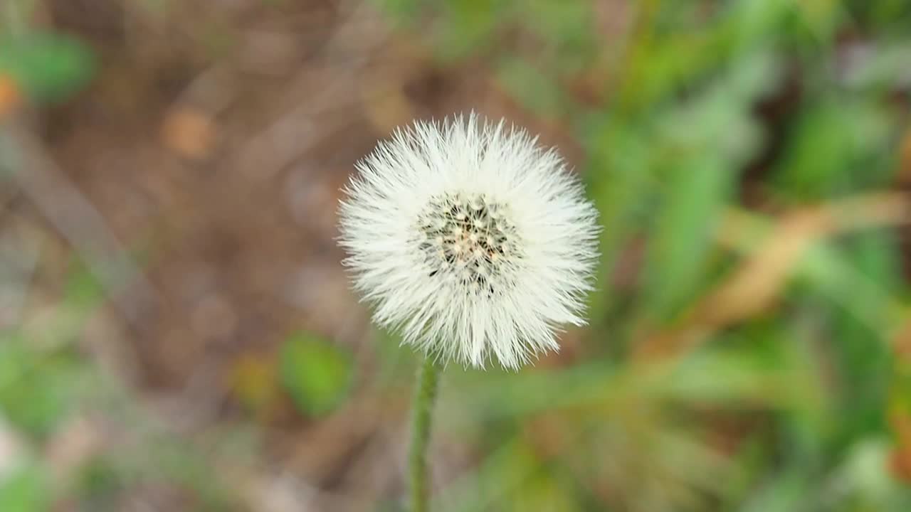 草地上毛茸茸的蒲公英。视频下载