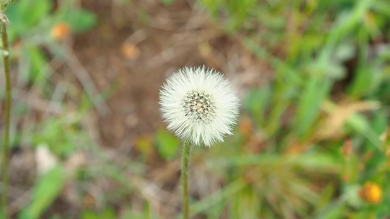 草地上毛茸茸的蒲公英。视频素材