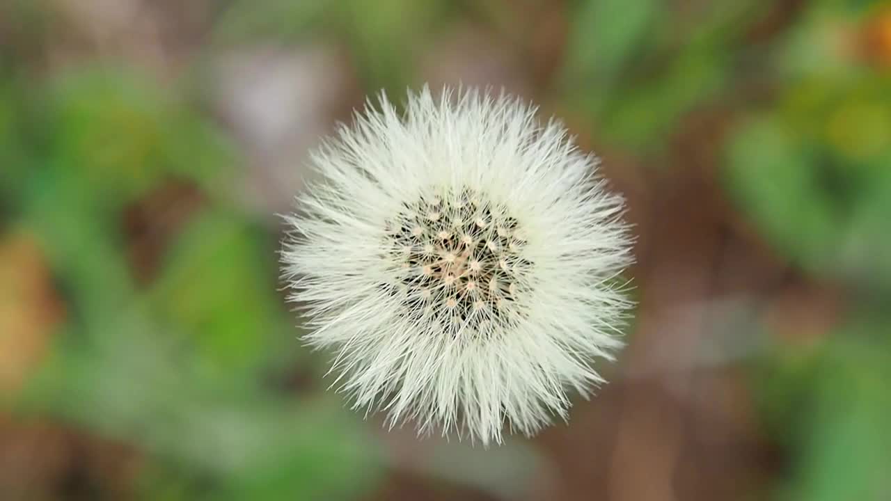 草地上毛茸茸的蒲公英。视频素材