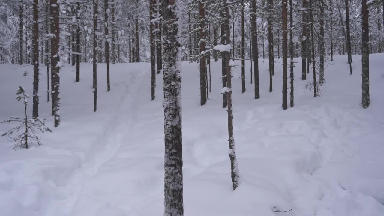 缓慢地通过一个静止的白雪皑皑的森林，展示白雪覆盖的地面和树木在一个宁静的冬季设置视频素材