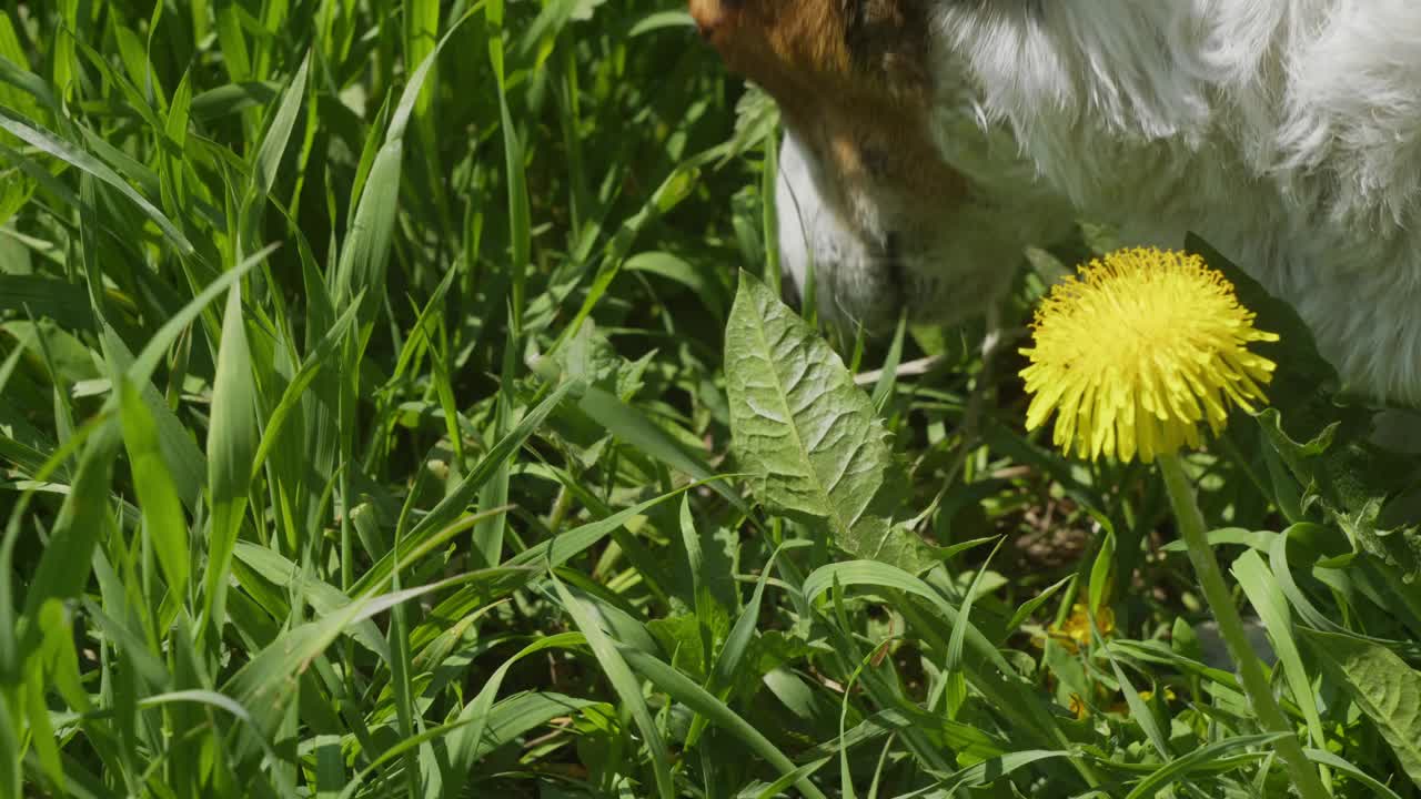 在阳光明媚的田野里，一只狗正在郁郁葱葱的草地上愉快地探索着黄色的蒲公英视频下载