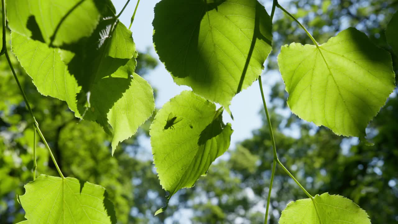 阳光温柔地穿过森林里茂密的绿叶视频下载