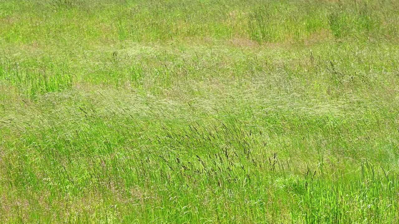 高草在草地上飘动视频下载