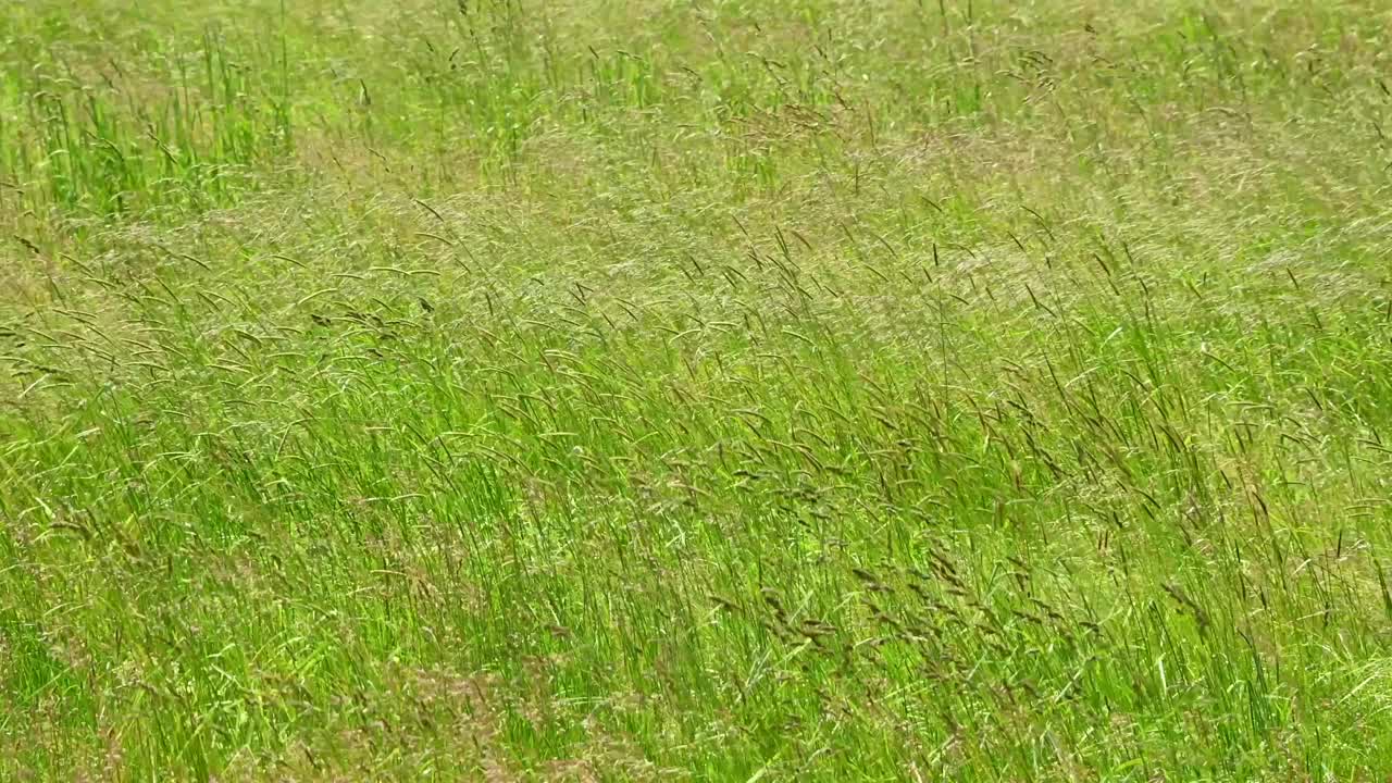 高草在草地上飘动视频下载