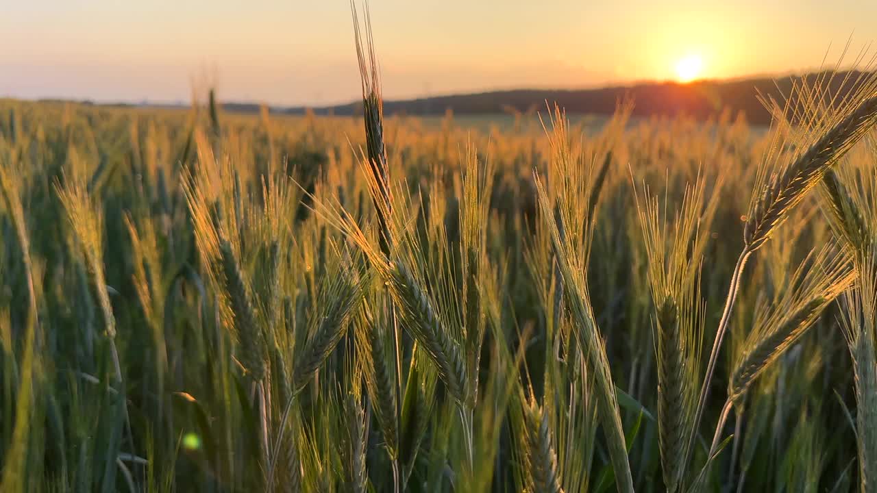 夕阳下的麦田。黑麦农场。危机中的世界粮仓。收割玉米和小麦。视频下载