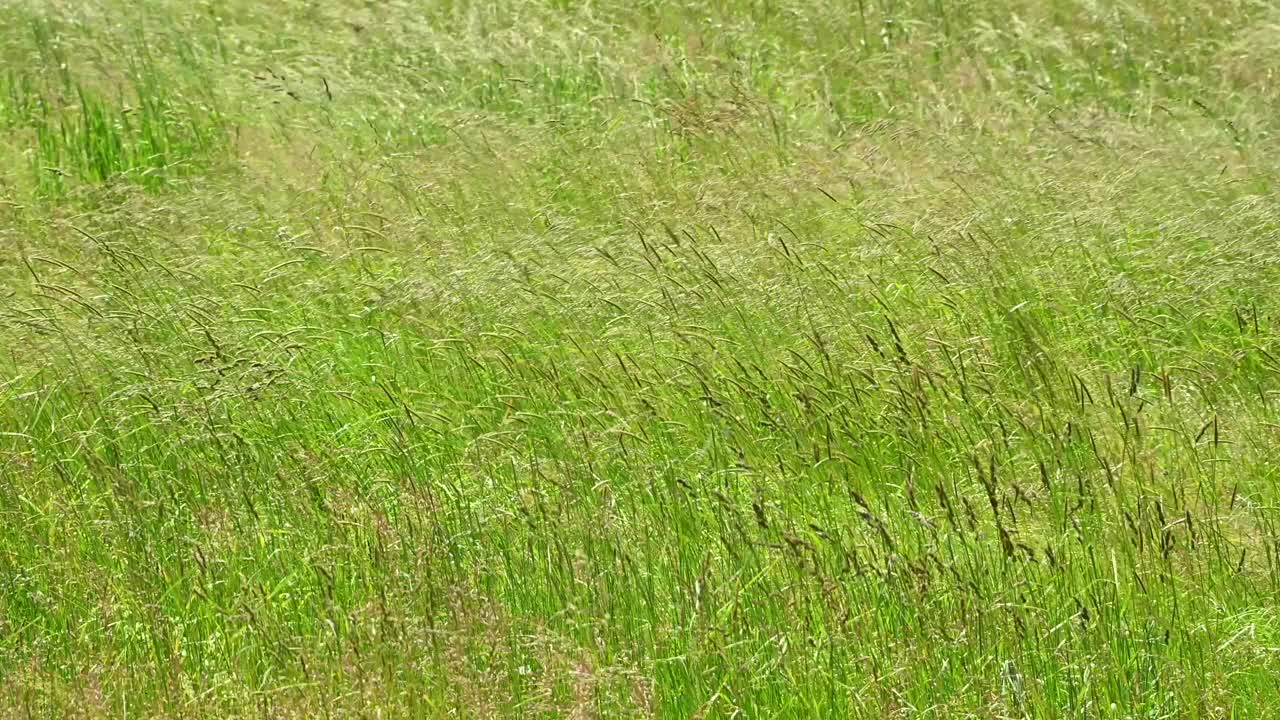 高草在草地上飘动视频下载