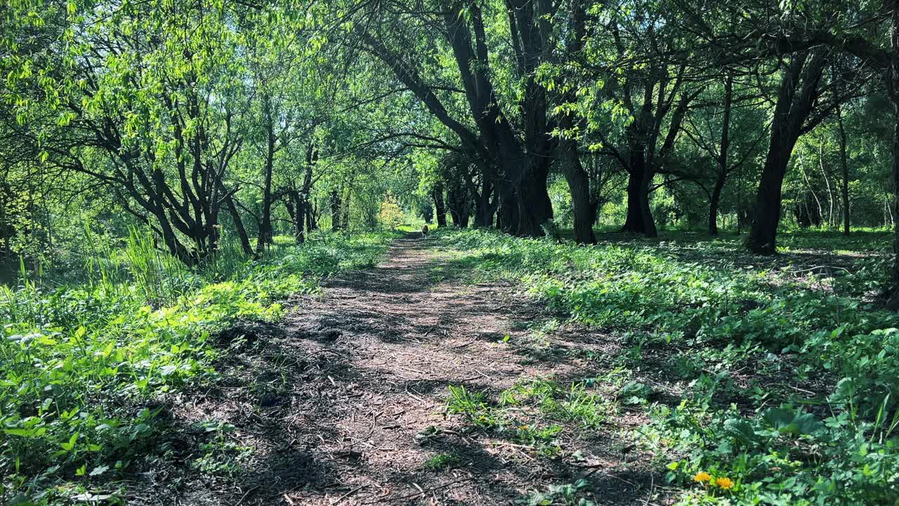 这只狗飞快地跑过茂密的绿色公园视频素材