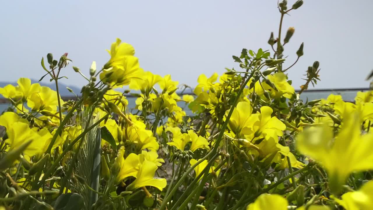 低角度近距离拍摄的野花与黄色花瓣前的海岸视频下载