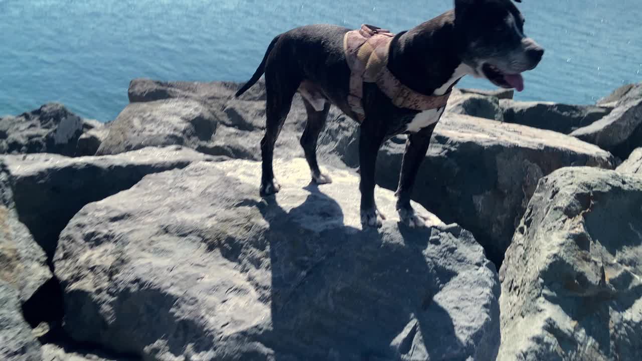 夏日里，一只黑色的美国比特斗牛犬骄傲地站在海边的一些石头上视频下载