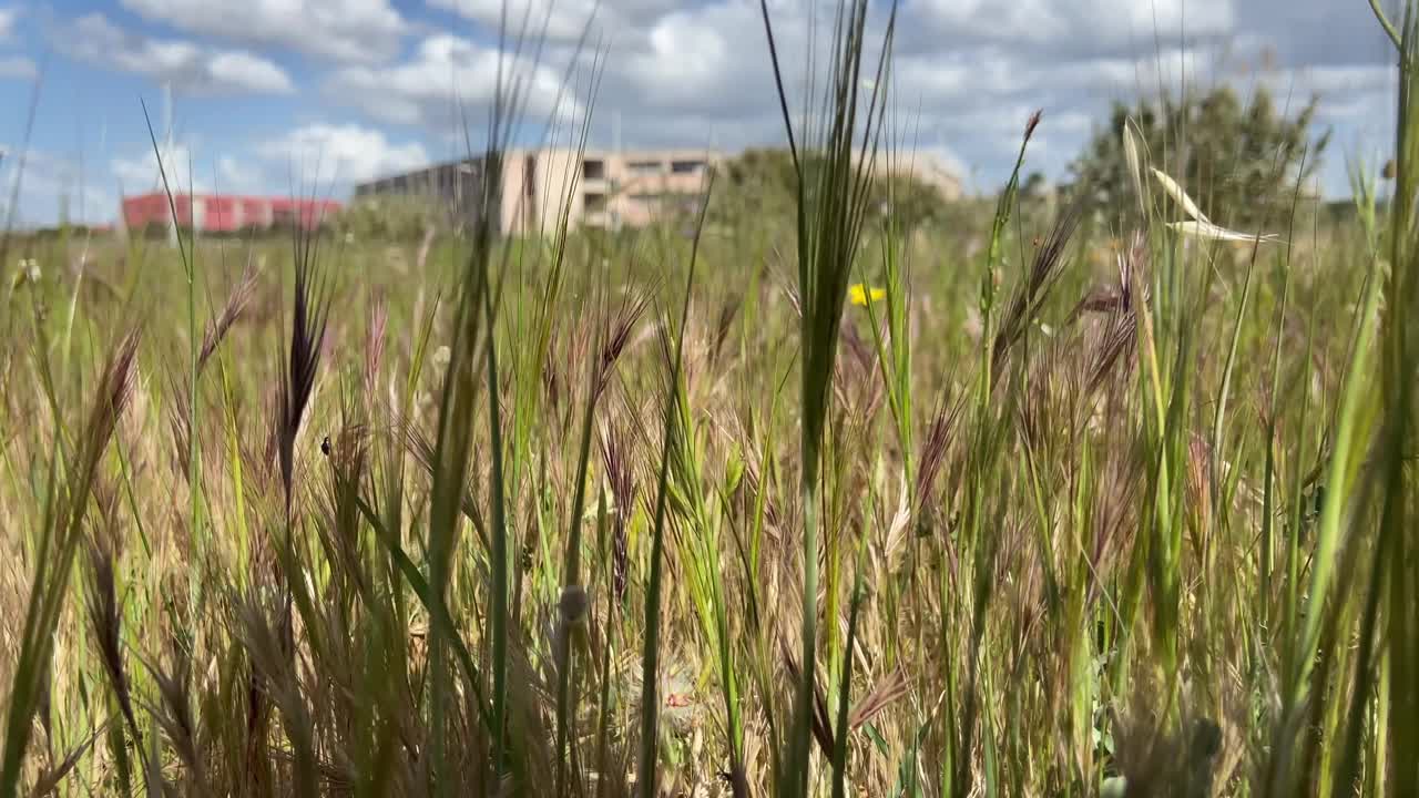 一个人在城市草地上散步的低角度镜头视频下载