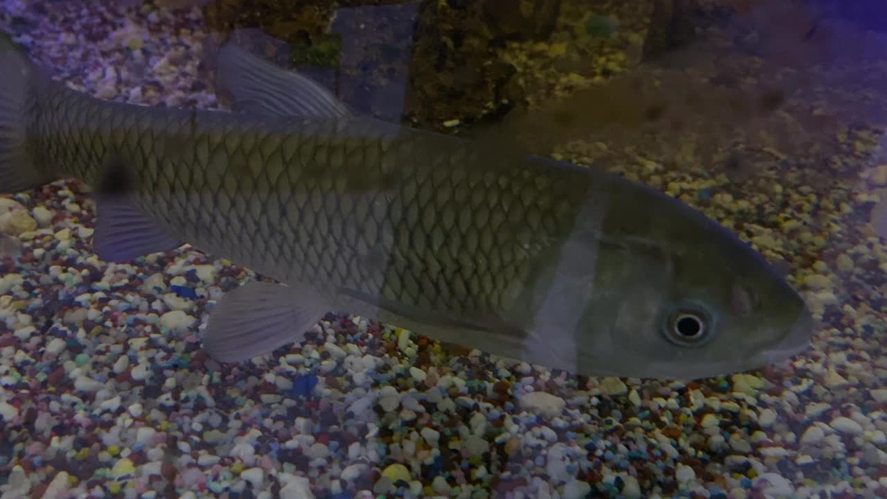 近距离拍摄水族馆里的大型白色和银色鲤鱼视频素材