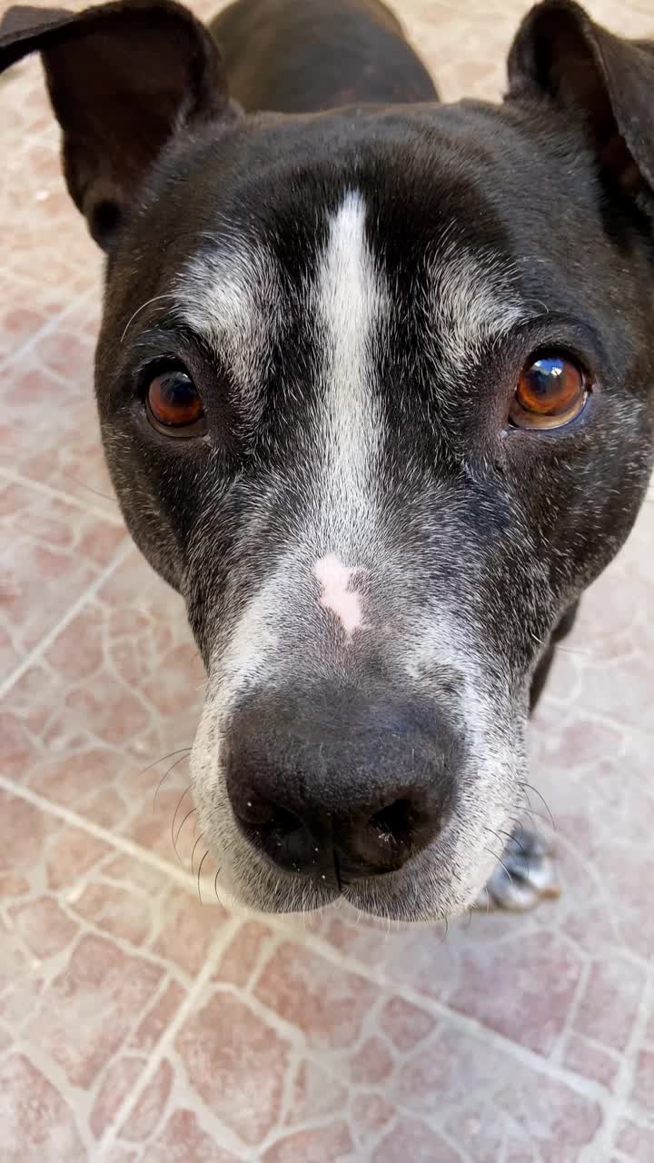 一只美国黑人斗牛犬的头部特写镜头，带着一种有趣而可爱的表情看着镜头视频下载