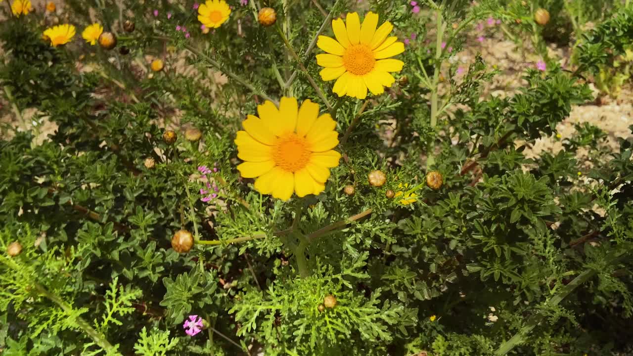 从黄色花瓣的雏菊野地上方近距离拍摄视频下载