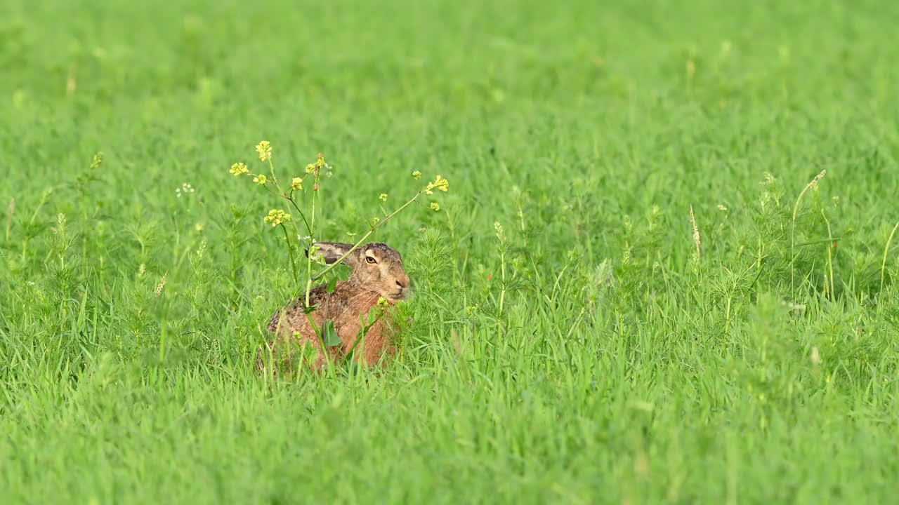 欧洲人在野外有欧洲狼疮视频素材