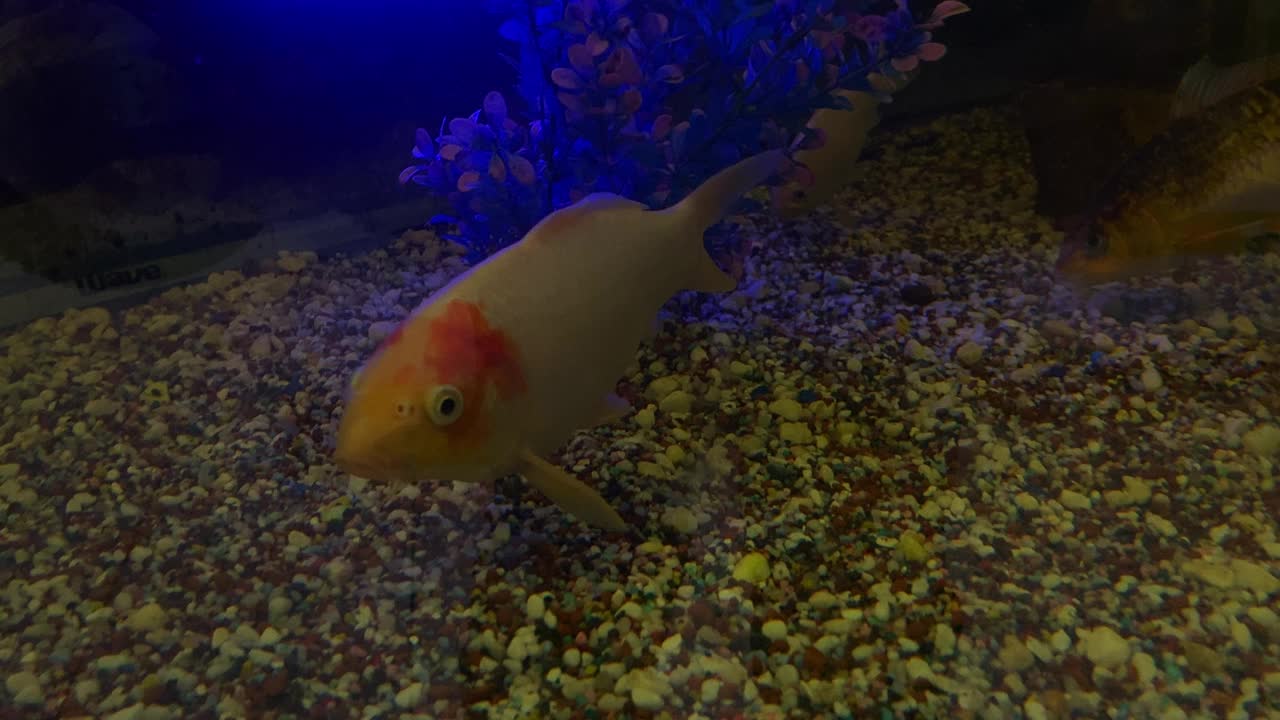 大鲢鱼在水族馆游泳的镜头视频素材