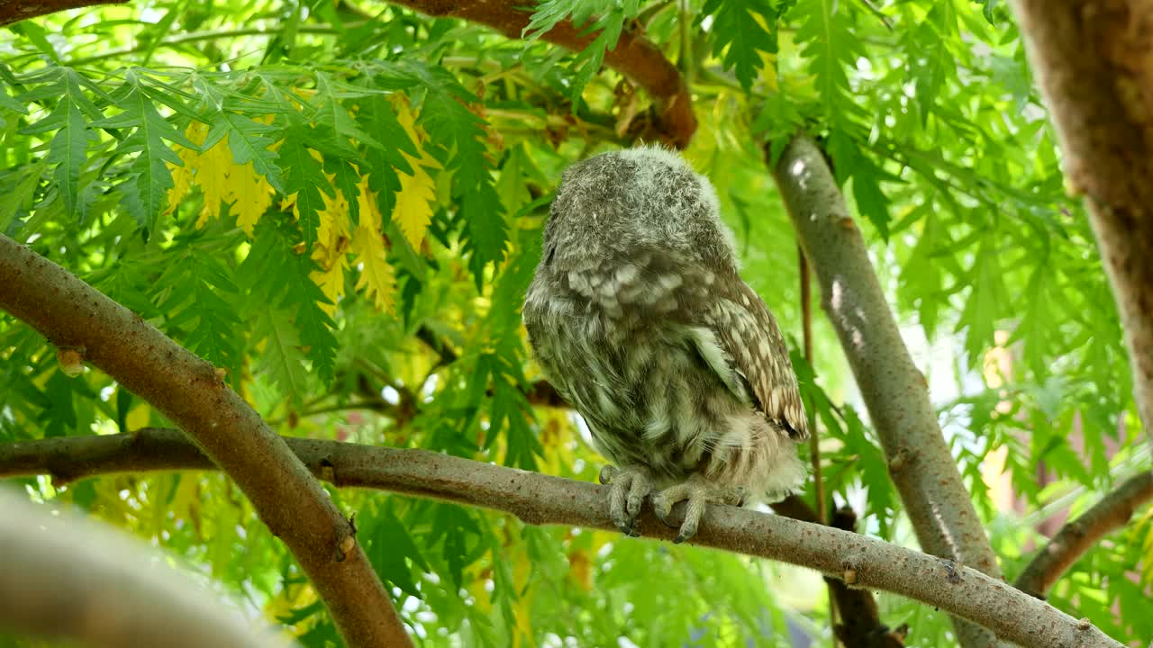 自然栖息地的小猫头鹰幼鸟视频下载