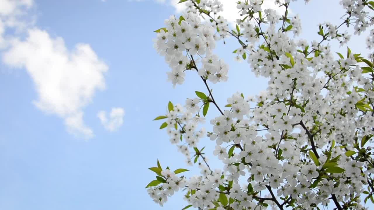 盛开的樱桃树。春花背景视频素材