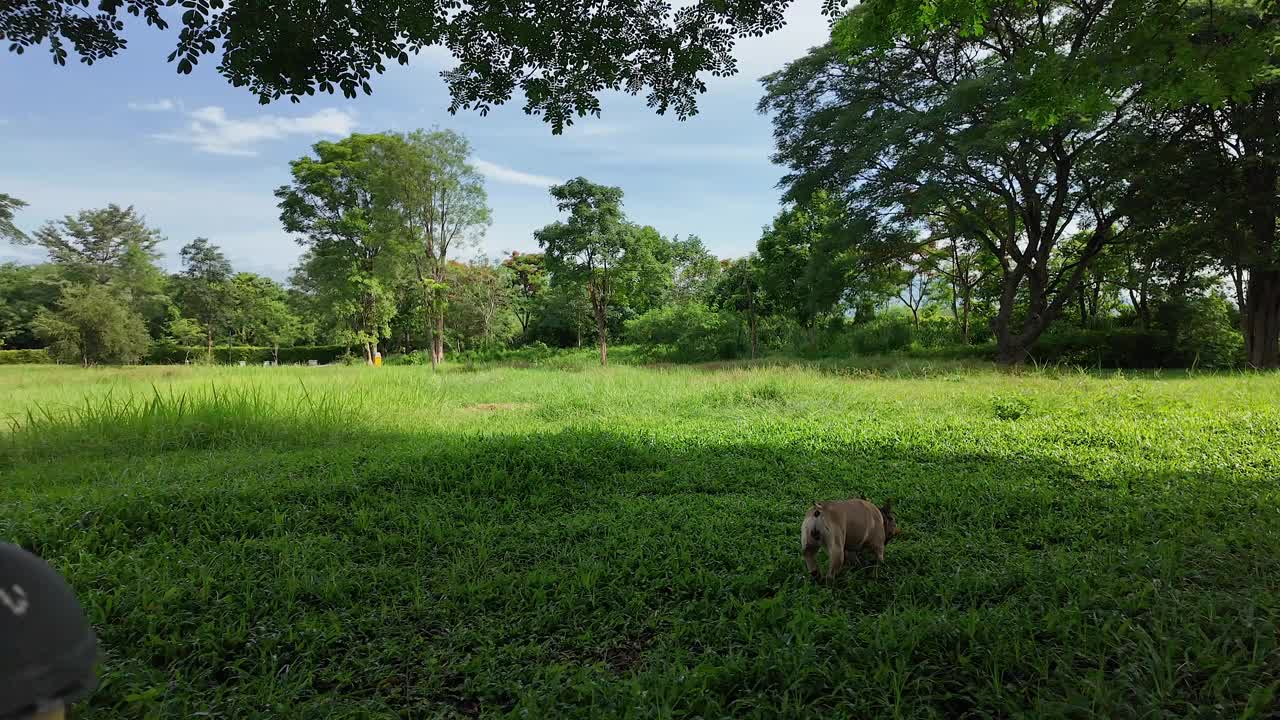 4K慢动作法国斗牛犬嗅草。视频下载