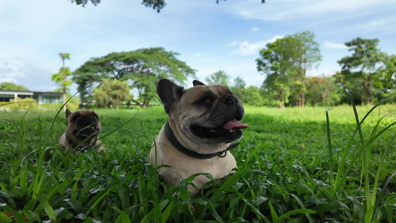 可爱的法国斗牛犬喜欢在夏天躺在草地上。视频下载