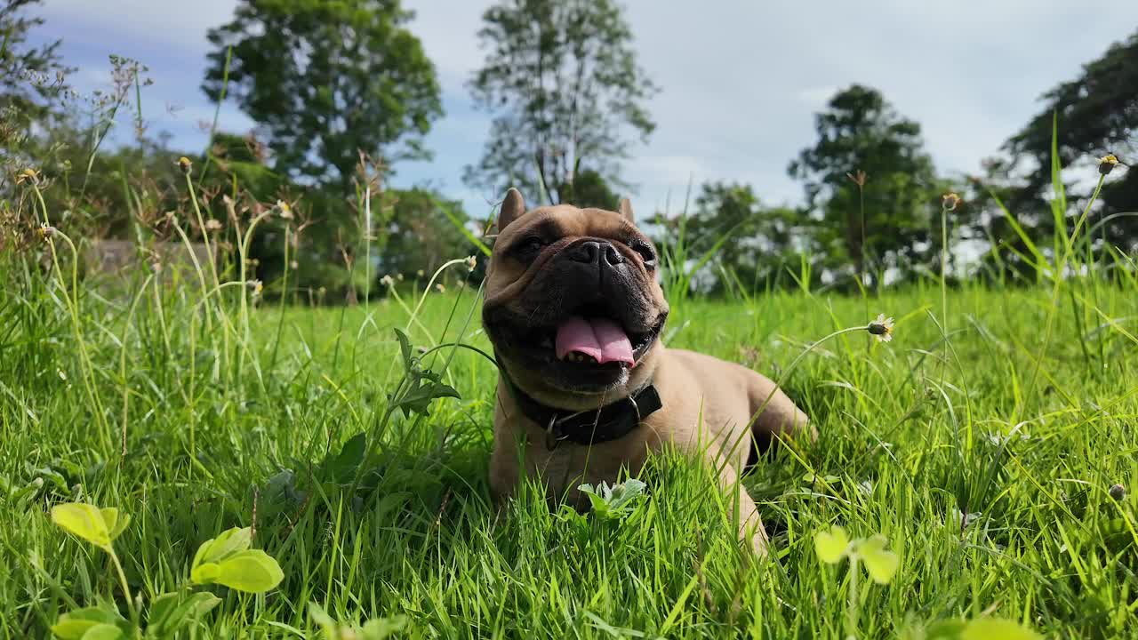 可爱的法国斗牛犬躺在草地上的夏天。视频素材