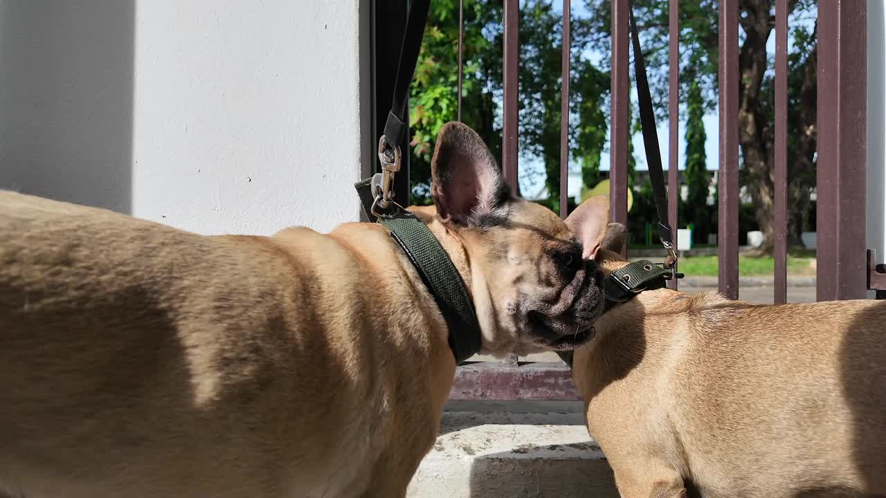 法国斗牛犬在门口等着早上出去散步。视频下载