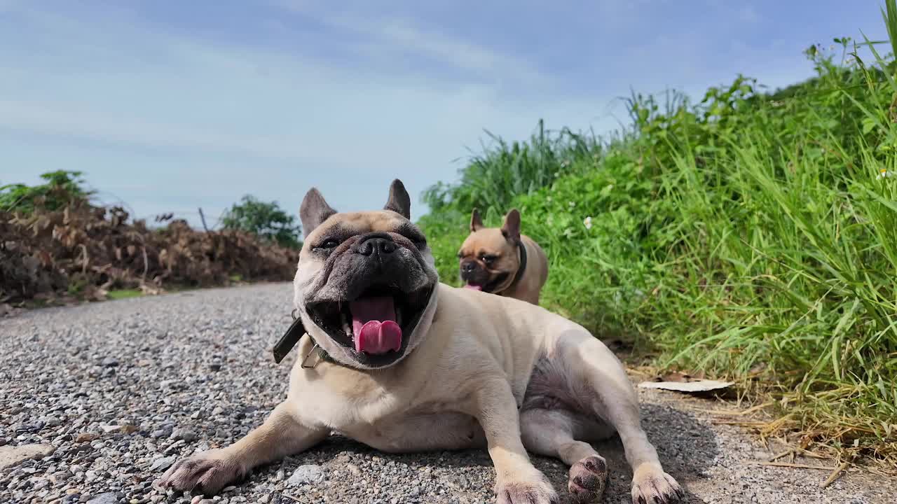 法国斗牛犬躺在街上喘气。视频下载