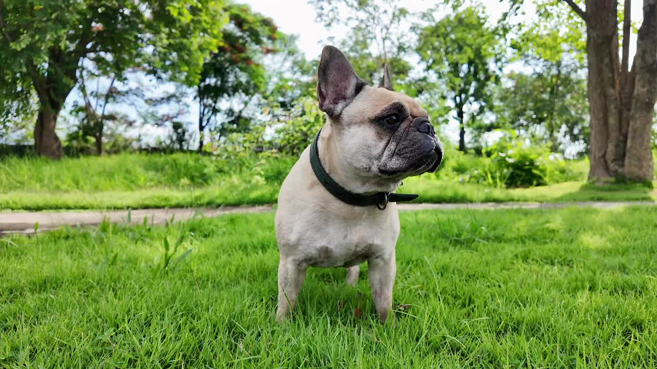 夏天，一只法国斗牛犬站在草地上警觉地张望着。视频下载