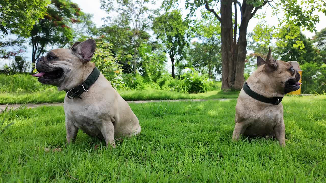 夏天，一只法国斗牛犬坐在草地上伸出舌头。视频下载