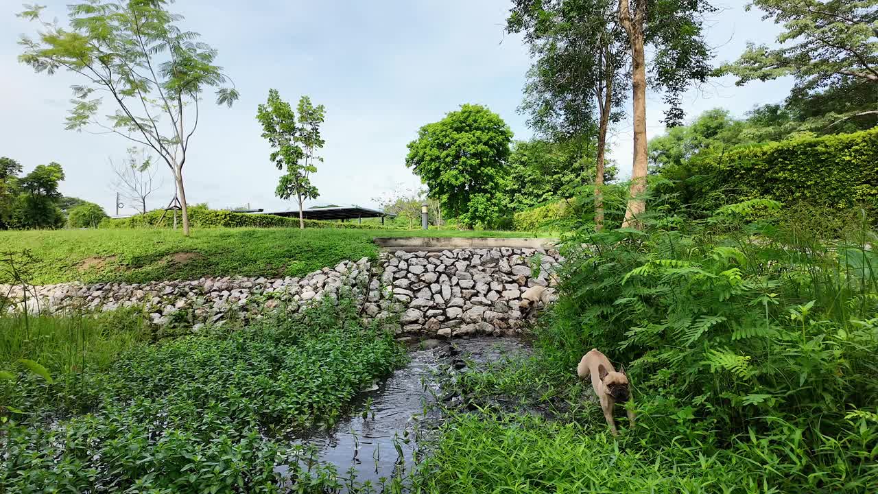 夏天，一只法国斗牛犬在森林溪流中散步。男人早上遛狗。视频下载