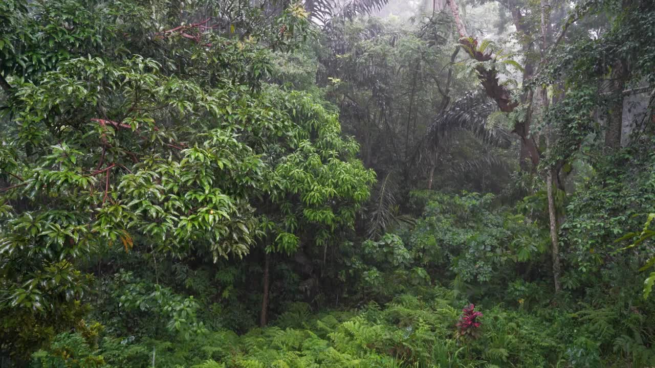 热带雨林的雨水视频下载