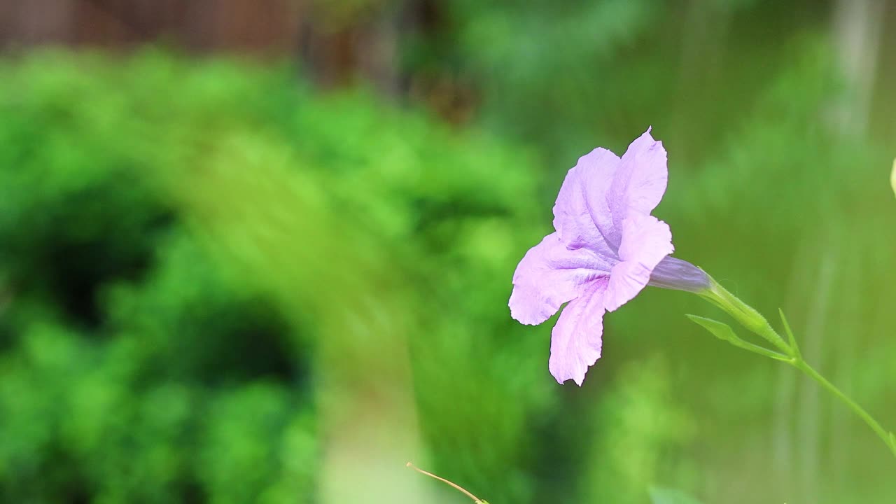 花园微风中的紫花视频素材