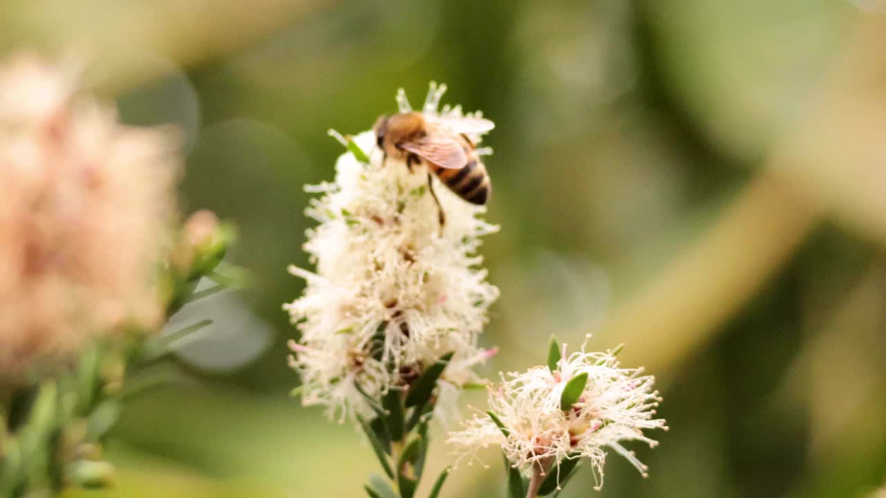 蜜蜂在墨尔本为花授粉视频素材