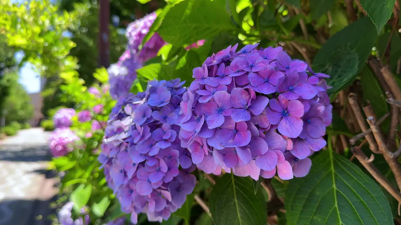 充满活力的紫色绣球花在阳光明媚的日子里盛开，特写视频素材