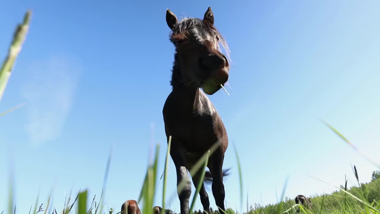 在阳光明媚的草地上放牧的马，风景如画的乡村景观和宁静的环境视频素材