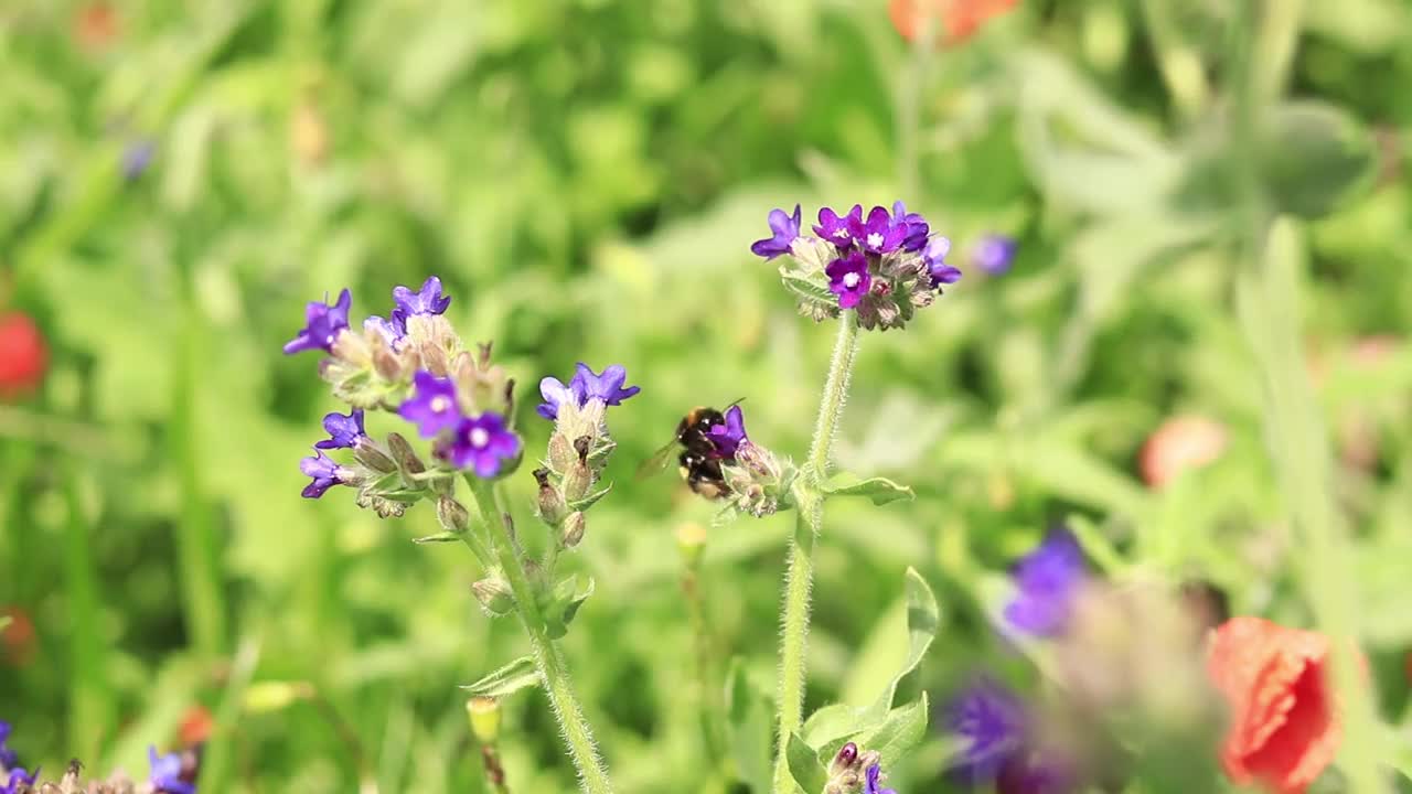 大黄蜂靠近一朵紫色花朵的特写视频下载