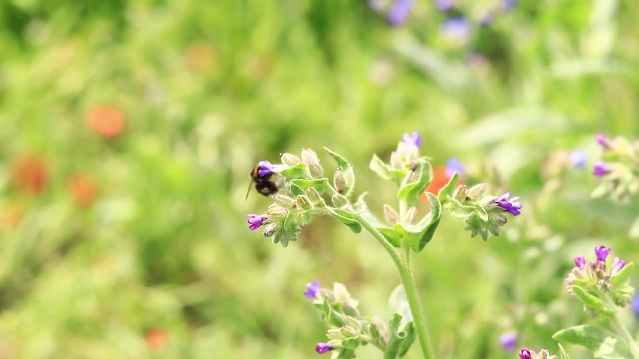 大黄蜂靠近一朵紫色花朵的特写视频下载