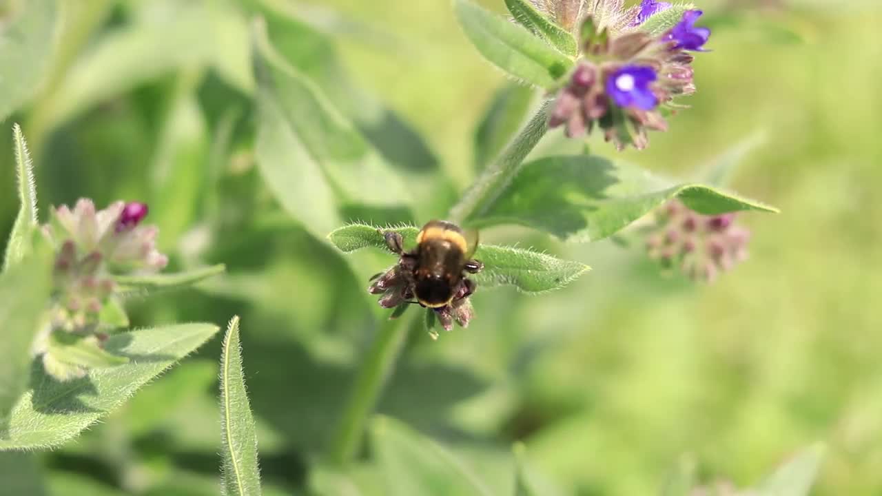 大黄蜂靠近一朵紫色花朵的特写视频素材