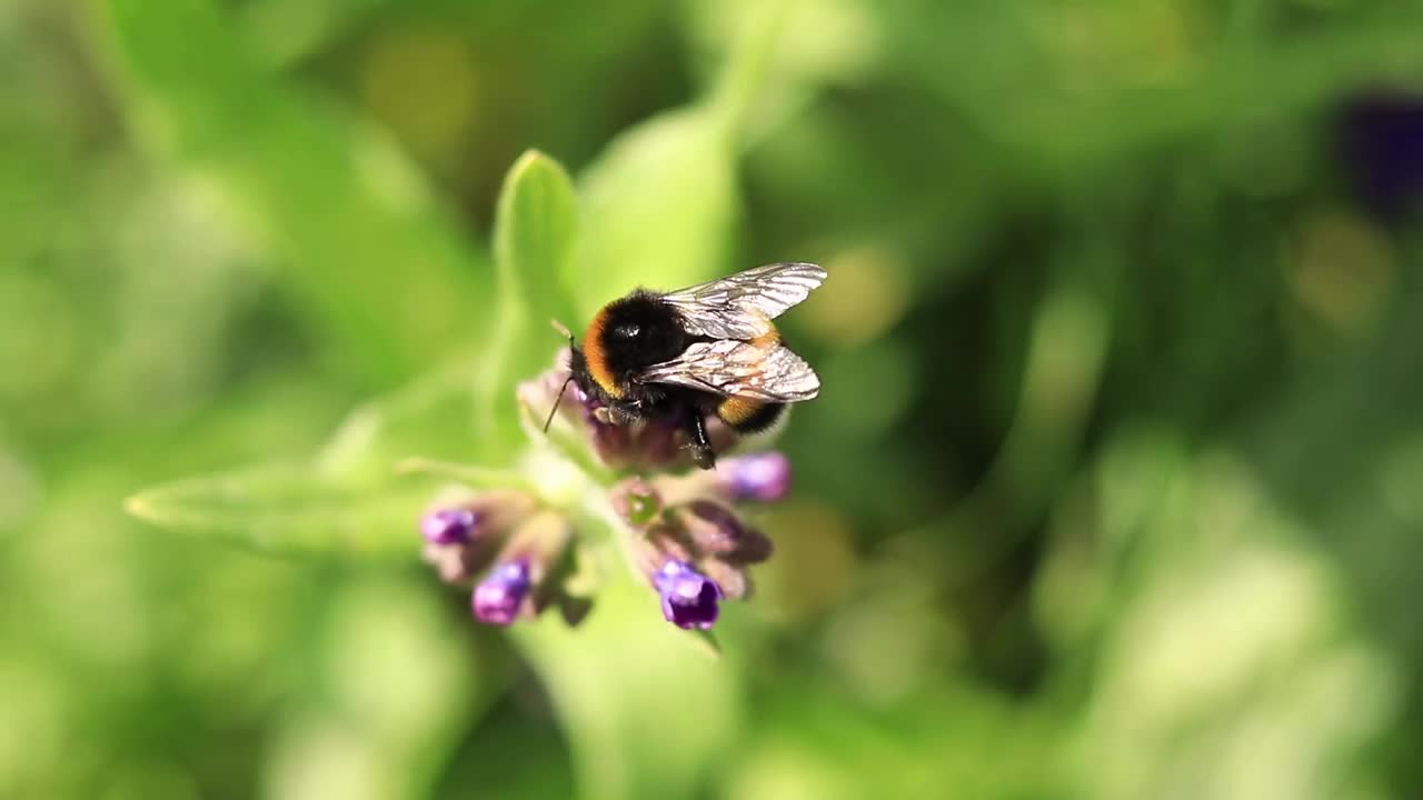 大黄蜂靠近一朵紫色花朵的特写视频素材