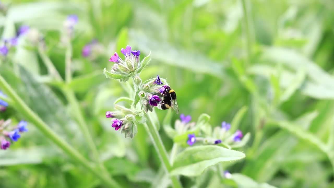 大黄蜂靠近一朵紫色花朵的特写视频素材