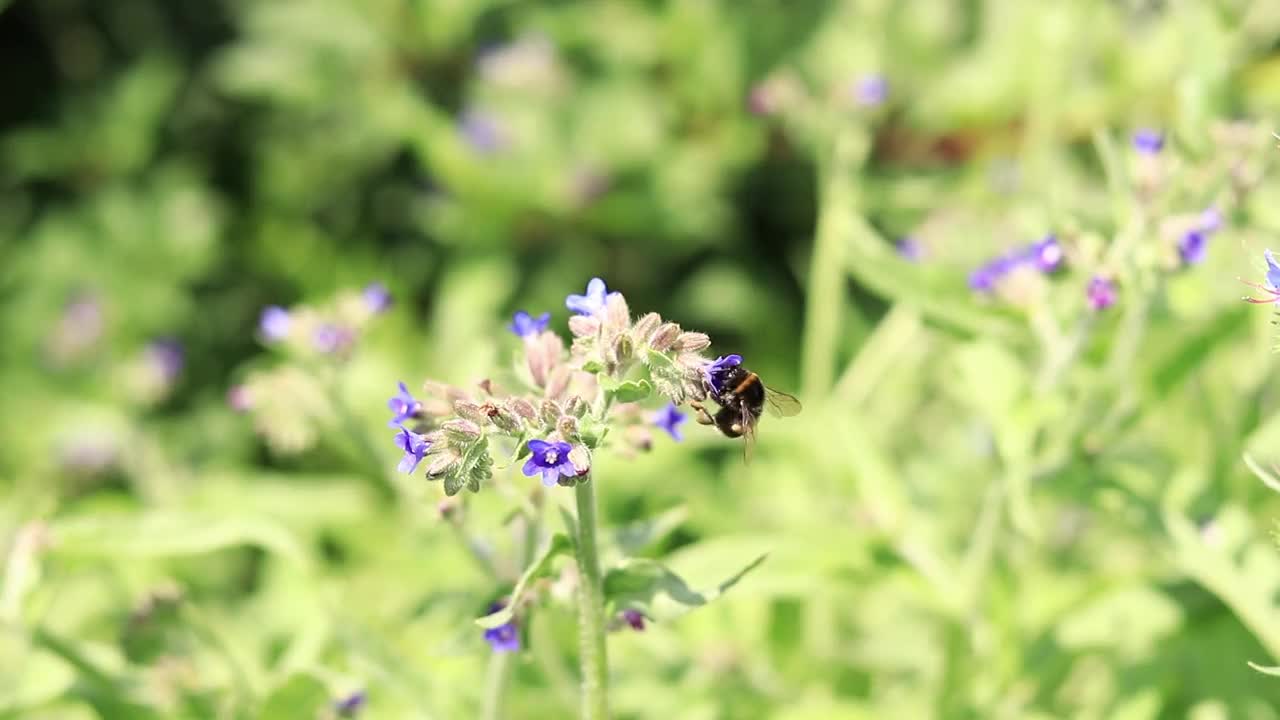 大黄蜂靠近一朵紫色花朵的特写视频素材