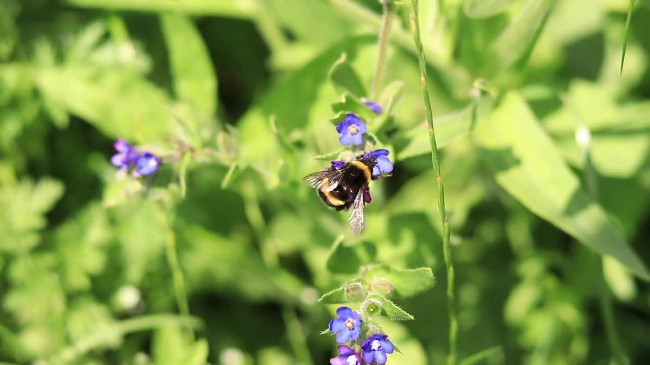 大黄蜂靠近一朵紫色花朵的特写视频素材