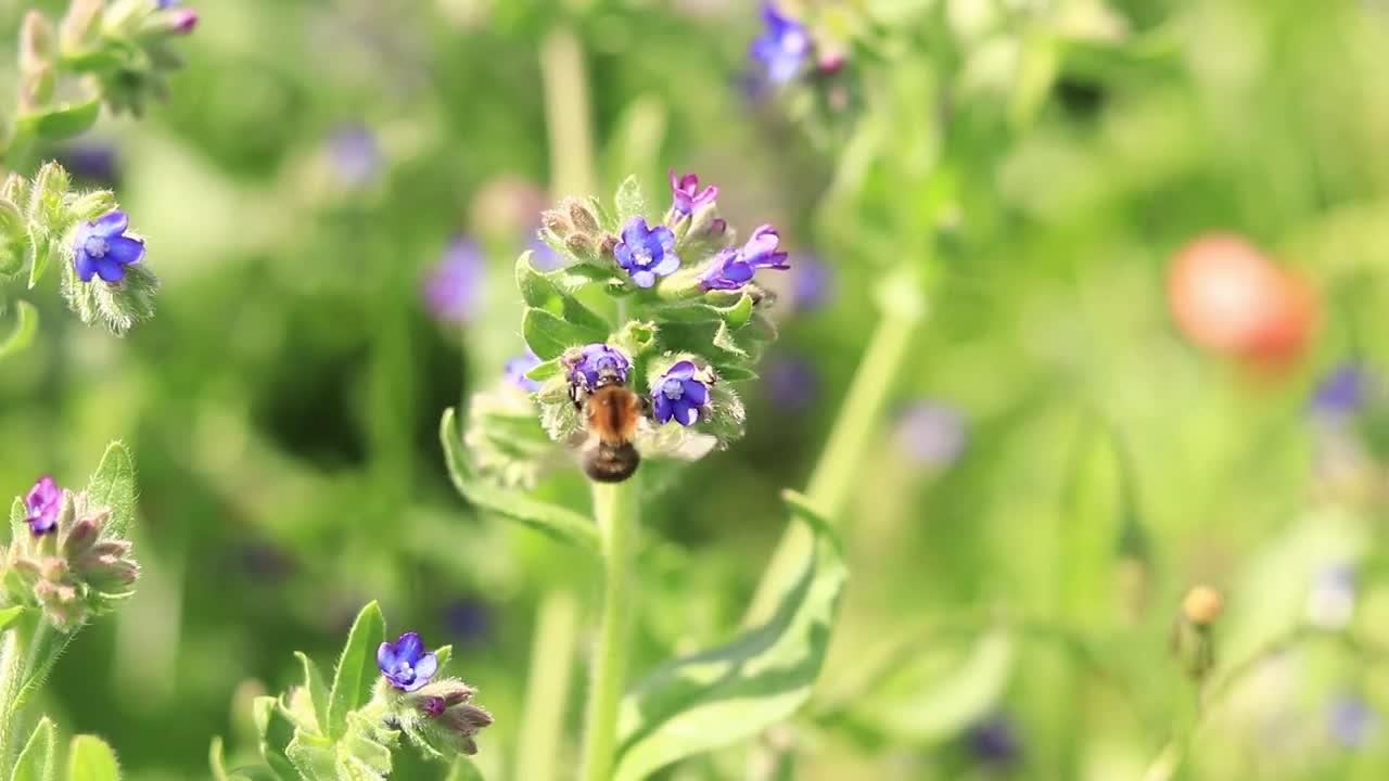 大黄蜂靠近一朵紫色花朵的特写视频下载