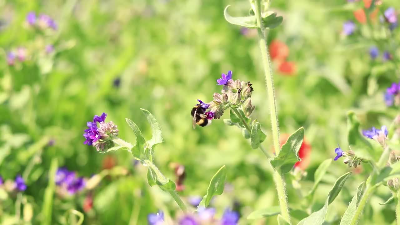 大黄蜂靠近一朵紫色花朵的特写视频素材