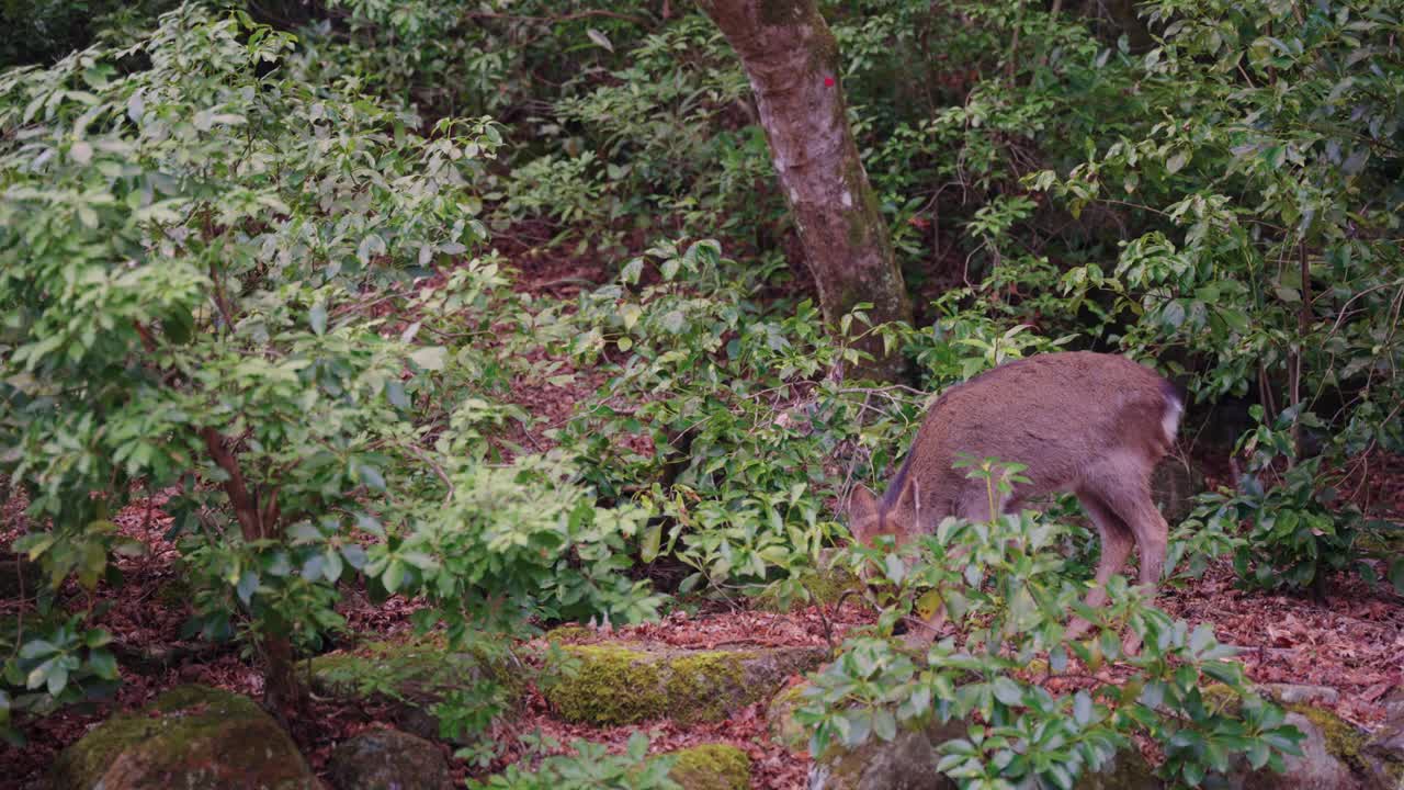 可爱的日本鹿，野梅花鹿在宫岛，日本视频素材