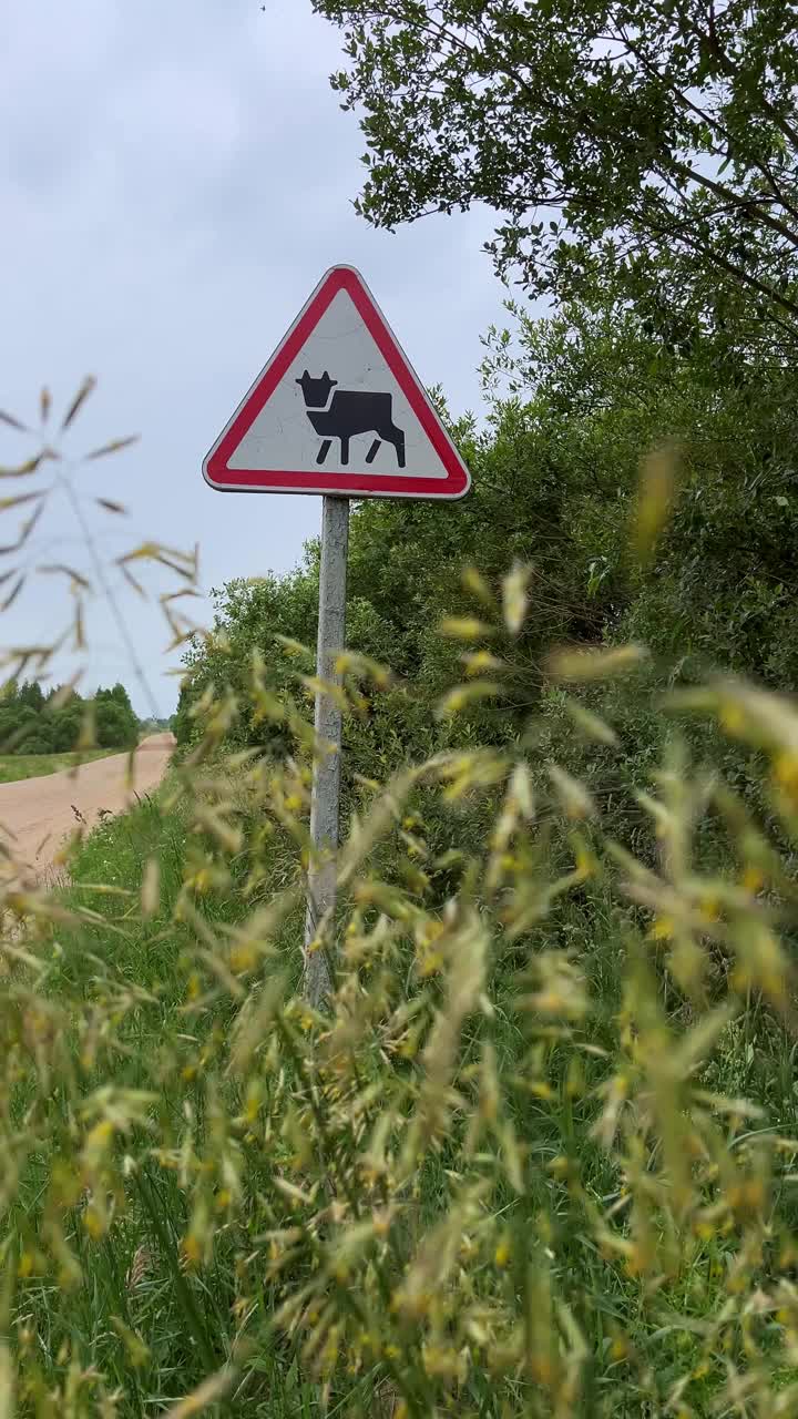 乡郊道路-前景有牛和高草的三角形警告标志视频下载